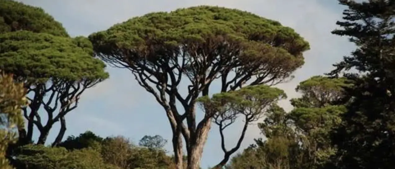 Rende, l'opposizione contro il taglio degli alberi \"pinus Pinea\": i cittadini insorgano