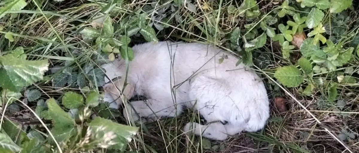 Randagismo a Corigliano Rossano, l'appello di Teresa Giuliano
