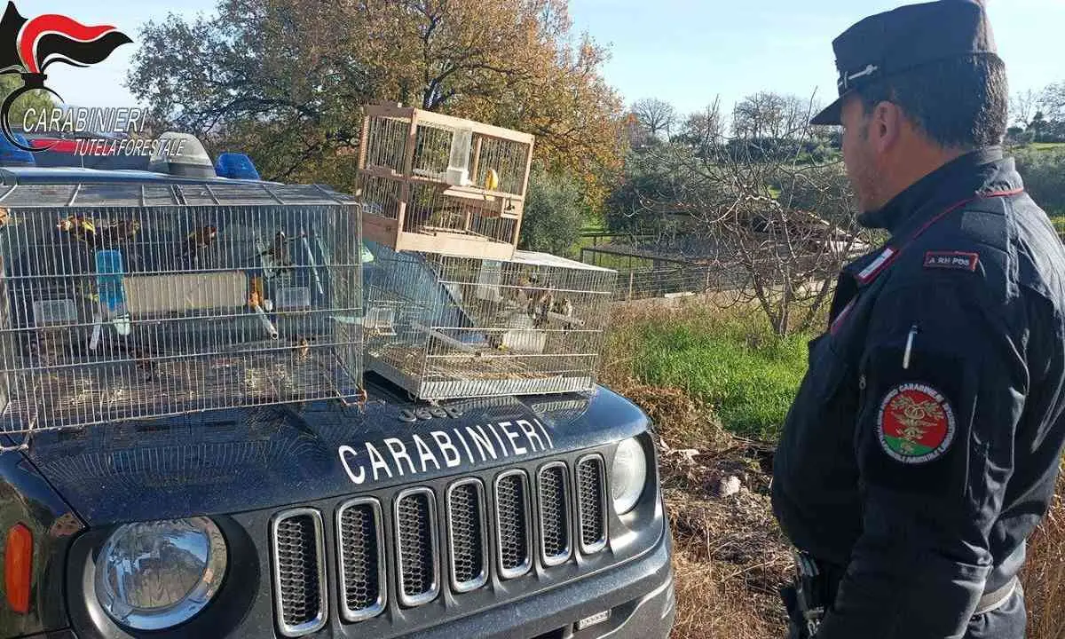 Detenevano illegalmente uccelli appartenenti a specie protette: 5 persone denunciate | FOTO