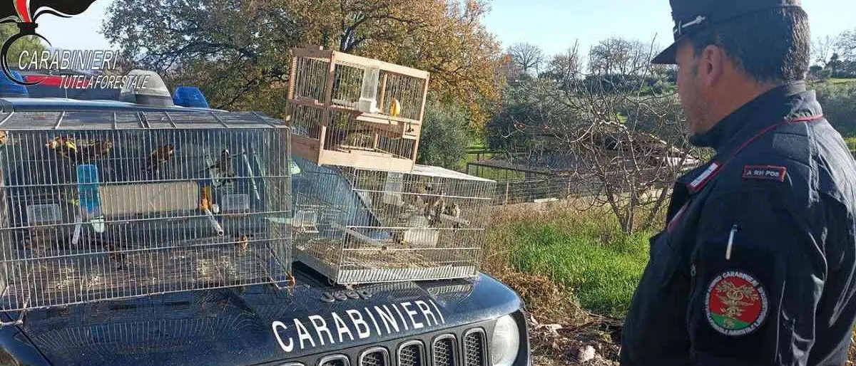 Detenevano illegalmente uccelli appartenenti a specie protette: 5 persone denunciate | FOTO