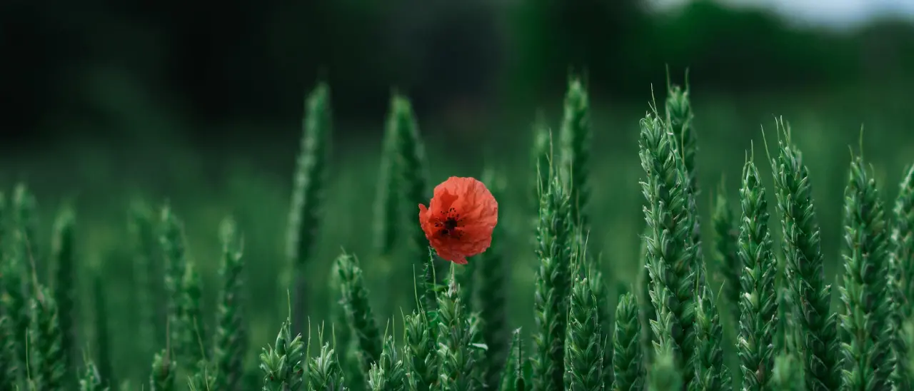 Quali sono i vostri fascisti?