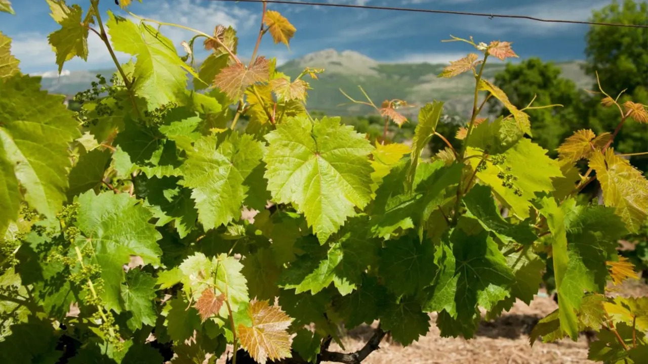 Parco del Pollino inserito tra i Distretti del Vino. Accordo tra Coldiretti e Airbnb