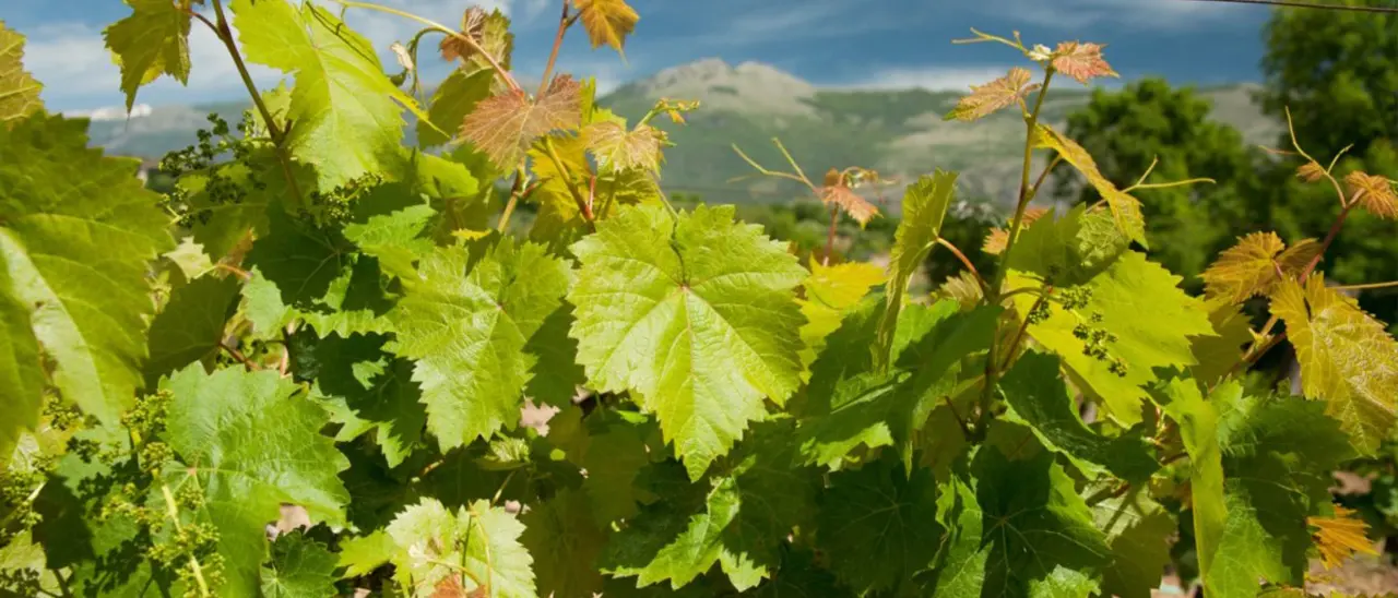 Parco del Pollino inserito tra i Distretti del Vino. Accordo tra Coldiretti e Airbnb