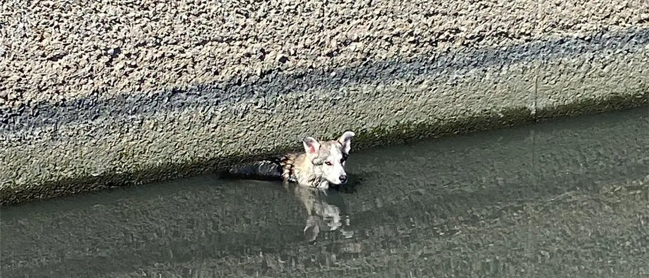 Sibari, i Carabinieri mettono in salvo un cane finito in un canale di scolo