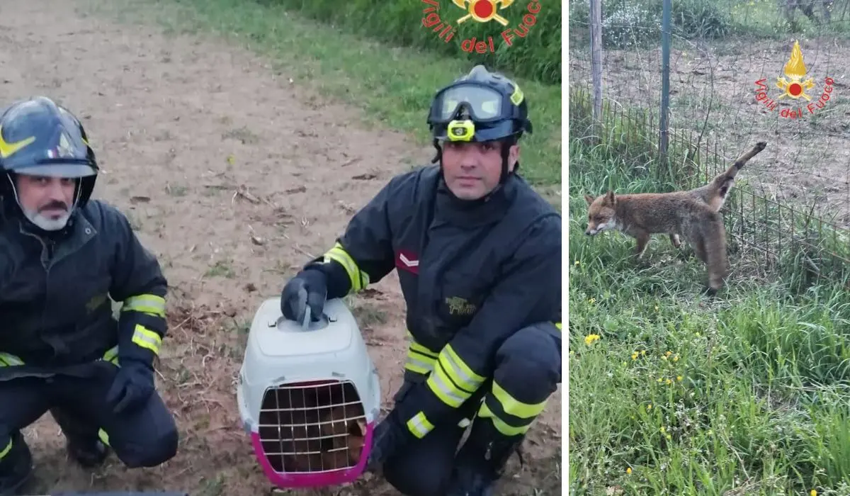 I pompieri liberano una volpe rimasta imprigionata in una recinzione metallica