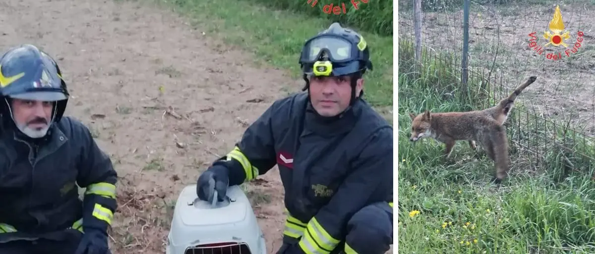 I pompieri liberano una volpe rimasta imprigionata in una recinzione metallica