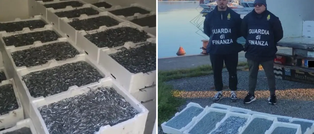 Corigliano Rossano, sequestrati 17 quintali di novellame per 50mila euro