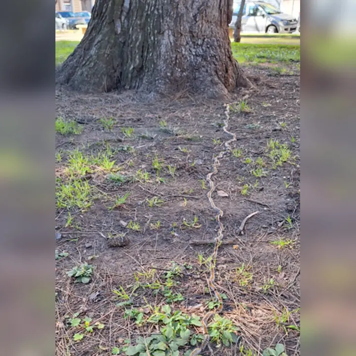 Cosenza, allarme processionaria alla Villa Nuova. I residenti contattano il Comune