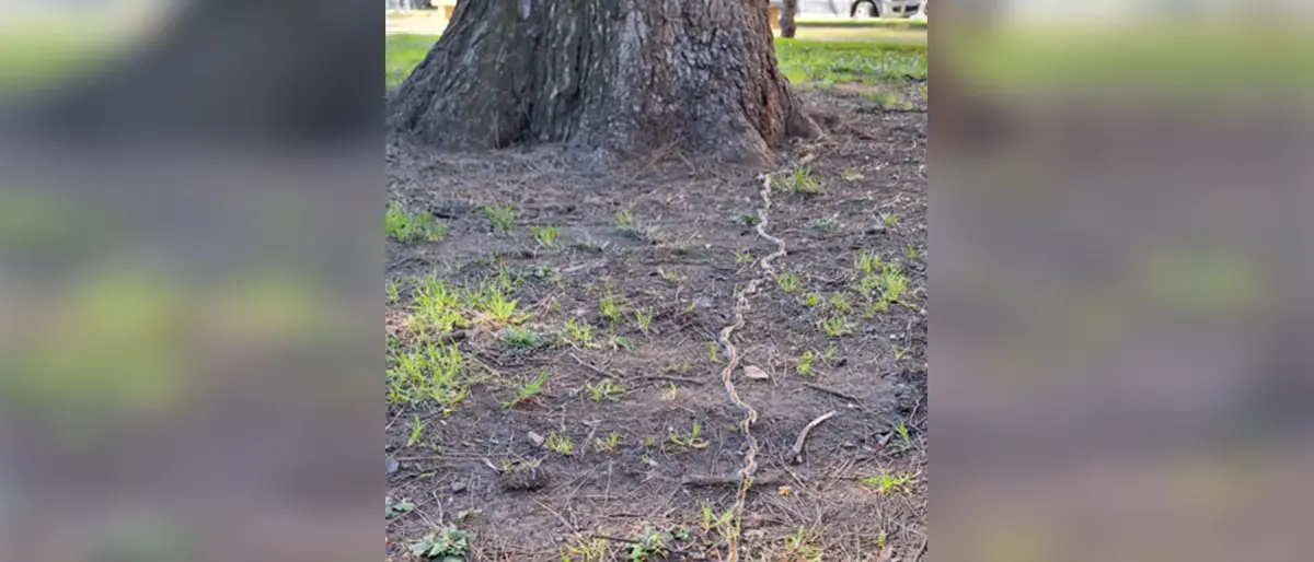 Cosenza, allarme processionaria alla Villa Nuova. I residenti contattano il Comune
