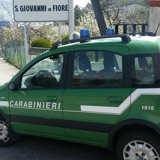 Controlli agroalimentari dei carabinieri Forestali. Sanzioni per 7500 euro