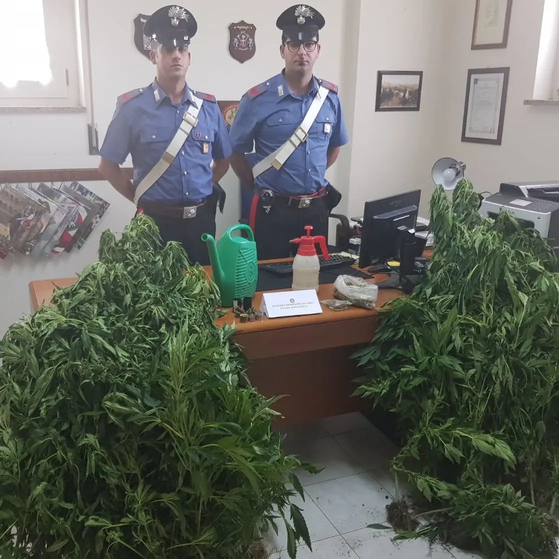 Bocchigliero, annaffiava le piante di marijuana: arrestato