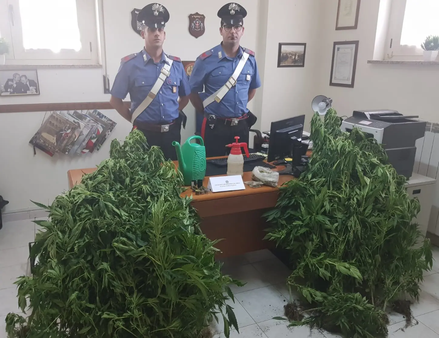 Bocchigliero, annaffiava le piante di marijuana: arrestato