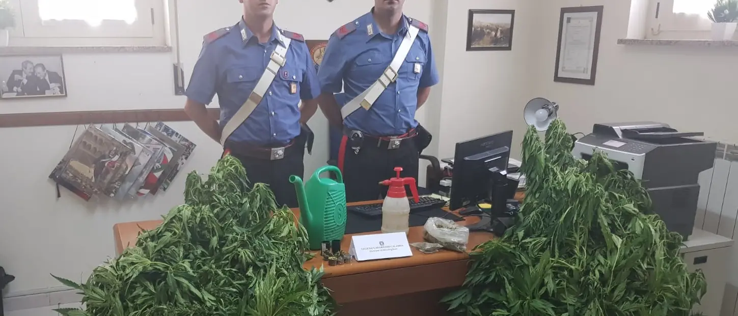 Bocchigliero, annaffiava le piante di marijuana: arrestato