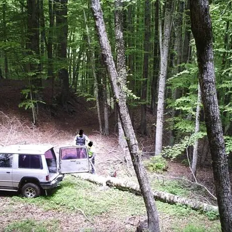 Parco Nazionale della Sila, furto di legna: denunciate tre persone