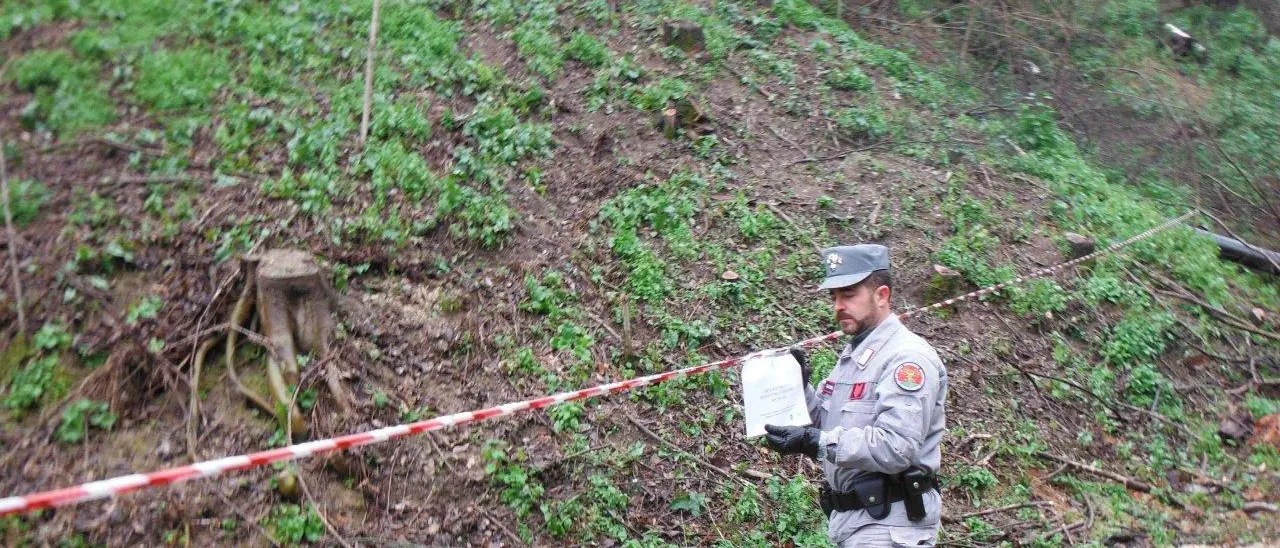 Acri, taglio abusivo: due denunce dei carabinieri Forestali