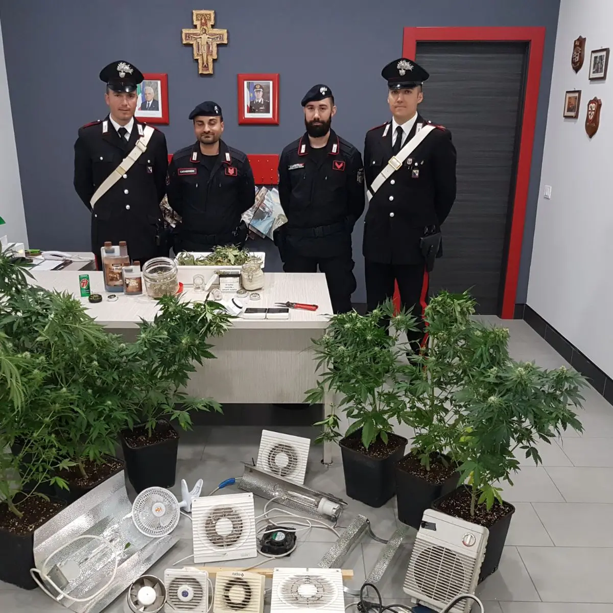 Mirto Crosia, coltivava la marijuana dentro casa: arrestato dai carabinieri