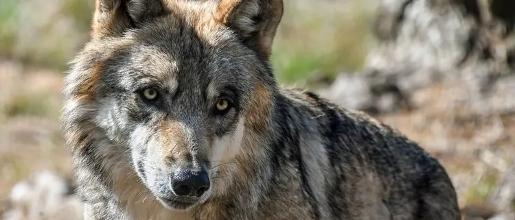Clamoroso! Lupi nelle strade di Lattarico: ecco il video