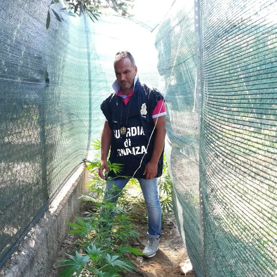 Scoperta coltivazione di canapa indiana: arrestato 40enne di Corigliano-Rossano