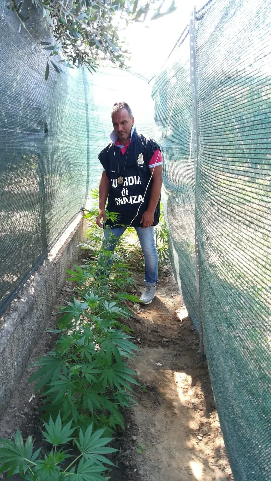 Scoperta coltivazione di canapa indiana: arrestato 40enne di Corigliano-Rossano