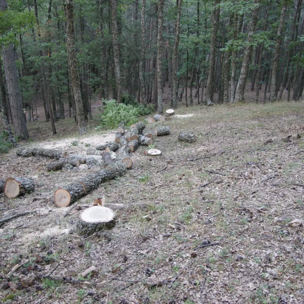 Sorpreso dai carabinieri a tagliare abusivamente alcuni alberi: arrestato