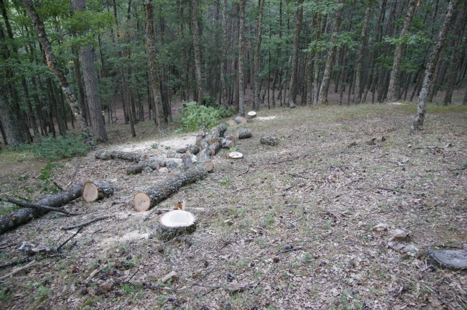 Sorpreso dai carabinieri a tagliare abusivamente alcuni alberi: arrestato