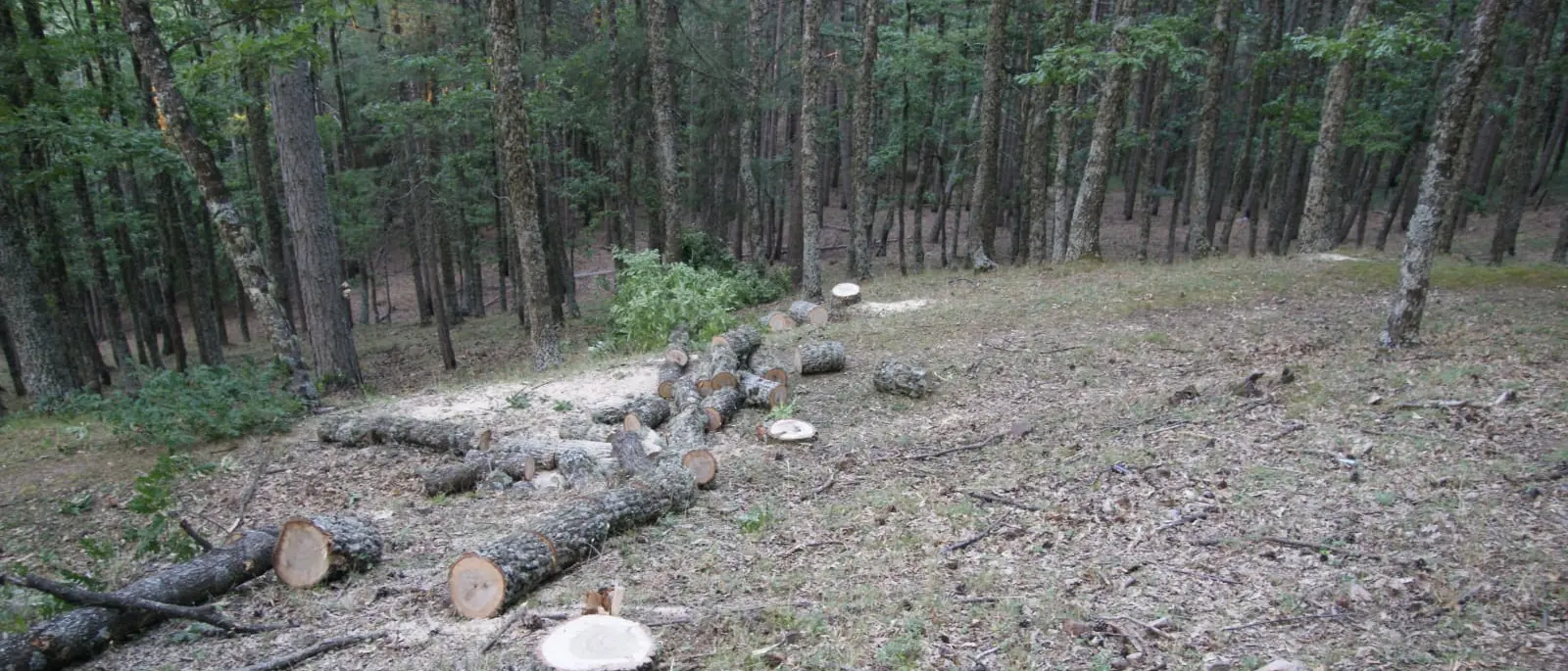 Sorpreso dai carabinieri a tagliare abusivamente alcuni alberi: arrestato