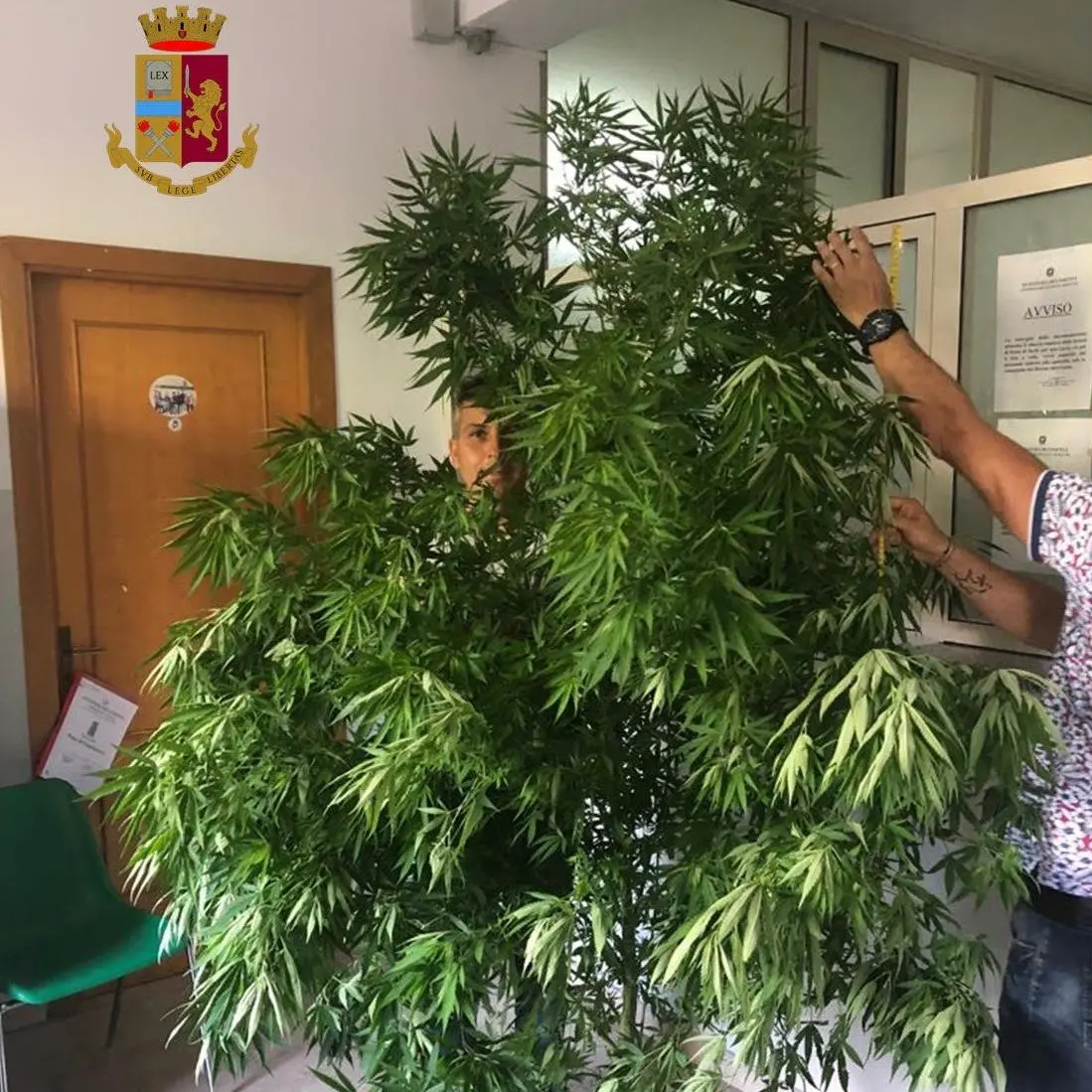 Corigliano Rossano, arrestati per detenzione e coltivazione di marijuana
