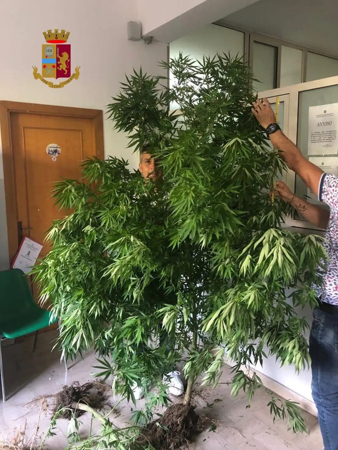 Corigliano Rossano, arrestati per detenzione e coltivazione di marijuana