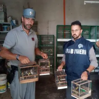 Detenevano cardellini in gabbia illegalmente, perquisizioni a Villapiana