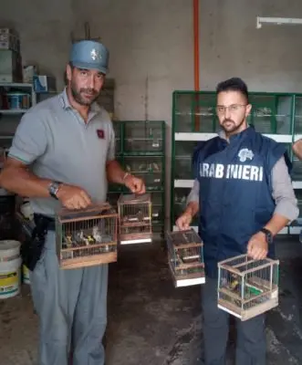 Detenevano cardellini in gabbia illegalmente, perquisizioni a Villapiana