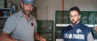 Detenevano cardellini in gabbia illegalmente, perquisizioni a Villapiana