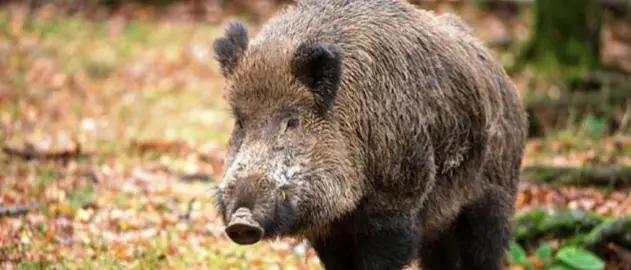 Emergenza cinghiali, la Regione Calabria incentiva gli abbattimenti