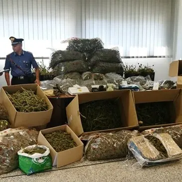 Lattarico, arrestato 54enne: aveva due quintali di marijuana