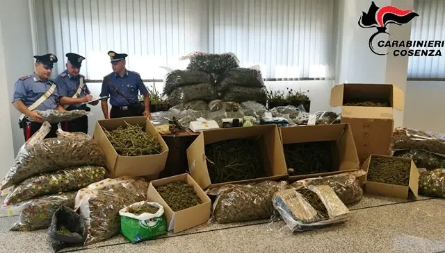 Lattarico, arrestato 54enne: aveva due quintali di marijuana