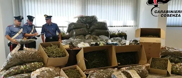 Lattarico, arrestato 54enne: aveva due quintali di marijuana