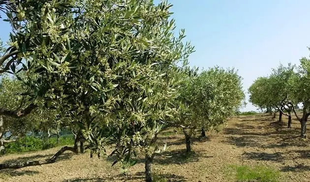 Europee, Staine: «Lotta alla xylella fondamentale»