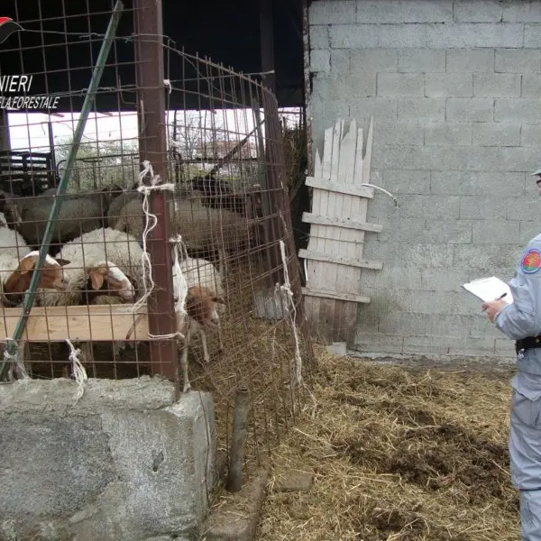 Scalea e S.Nicola Arcella, controlli negli allevamenti ovicaprini