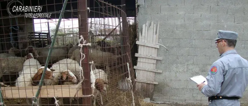 Scalea e S.Nicola Arcella, controlli negli allevamenti ovicaprini