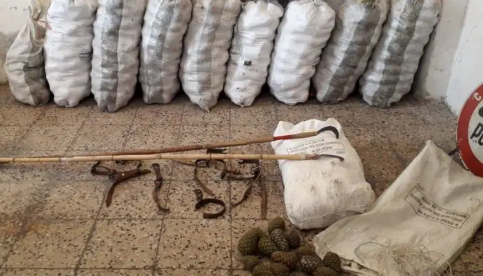 Furto di pigne ad Acquappesa, arrestate tre persone