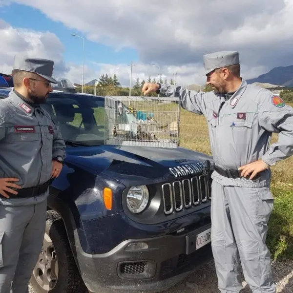 Detenevano illegalmente cardellini, una denuncia a Castrovillari
