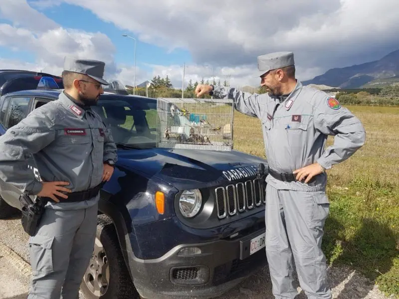 Detenevano illegalmente cardellini, una denuncia a Castrovillari
