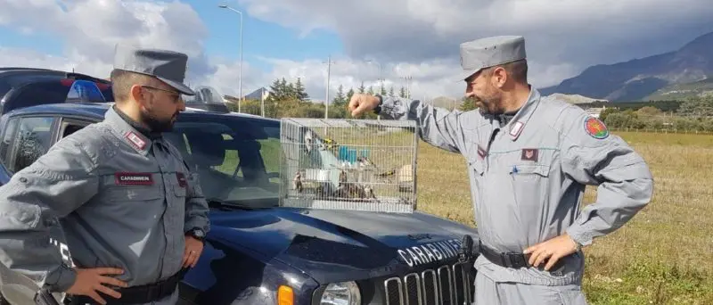 Detenevano illegalmente cardellini, una denuncia a Castrovillari