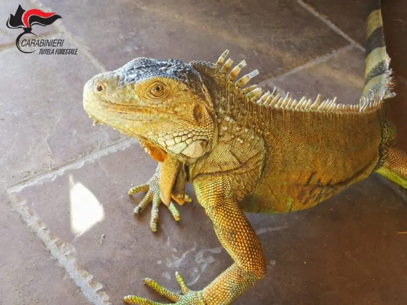 Roggiano Gravina, iguana sotto sequestro: ecco perché