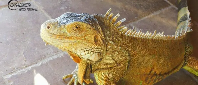 Roggiano Gravina, iguana sotto sequestro: ecco perché