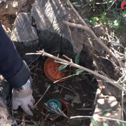 Cocaina \"sorvegliata\" da un pitbull: un arresto a Corigliano Rossano