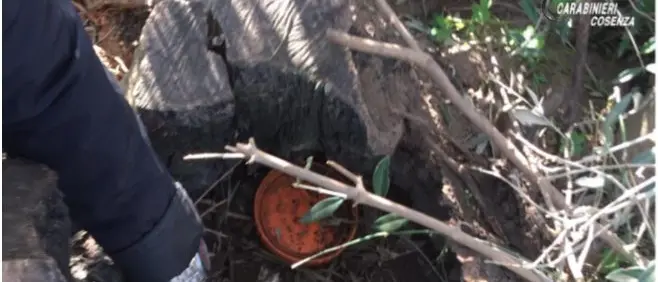 Cocaina \"sorvegliata\" da un pitbull: un arresto a Corigliano Rossano