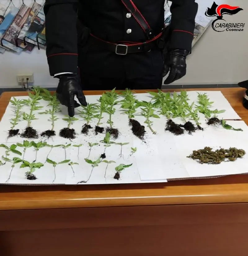 Aprigliano, piantagione di canapa indiana: denunciato