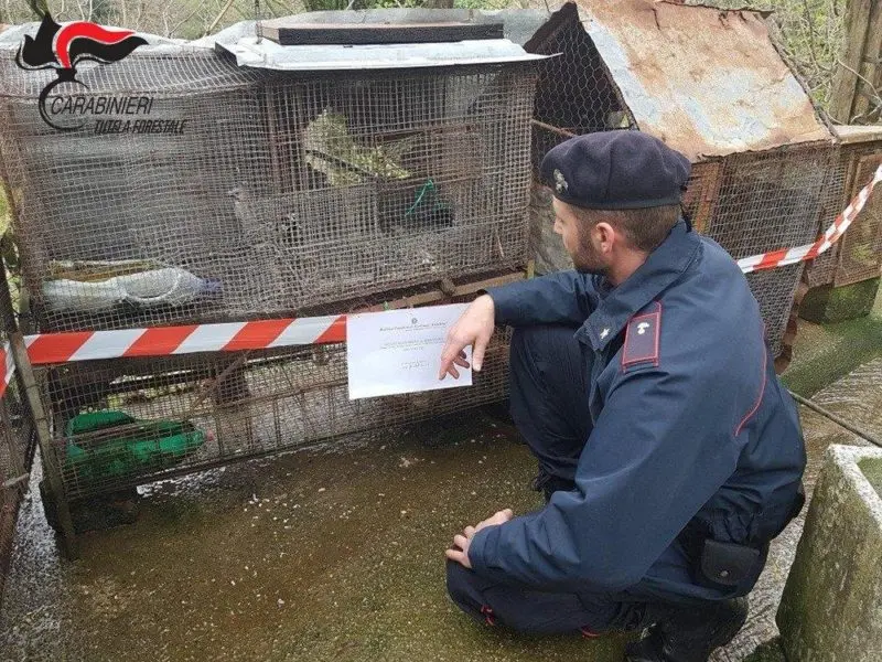 Malvito, i carabinieri forestale denunciano un uomo per furto venatorio