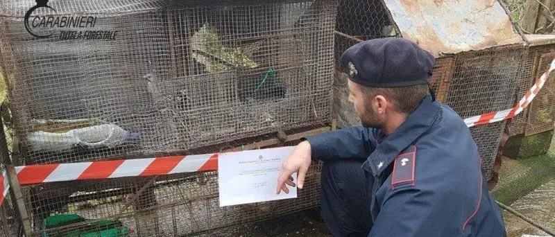 Malvito, i carabinieri forestale denunciano un uomo per furto venatorio