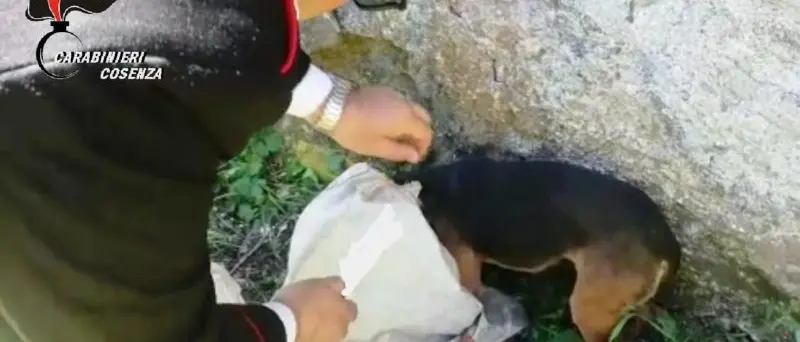 Cucciolo di cane chiuso dentro un sacco di iuta e abbandonato